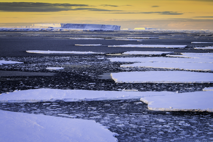 气候变化将对南极海豹产生不同的影响