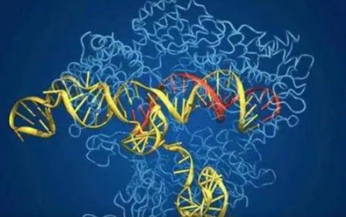 CRISPR-Cas9起源研究揭示了一类具有基因组编辑潜力的核酸酶