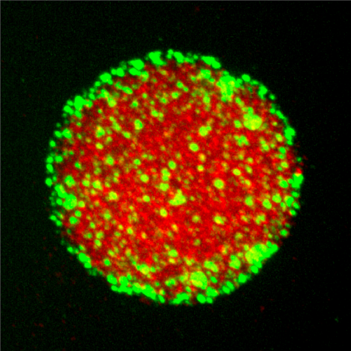 食品科学与细胞科学相结合以解释无膜细胞隔室的内部工作原理