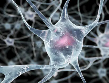 研究表明大脑分子有助于唤醒细胞有助于解决MS和类似疾病