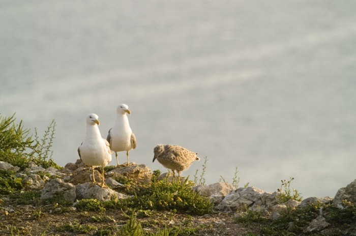 梅德斯群岛黄腿鸥的新食物来源