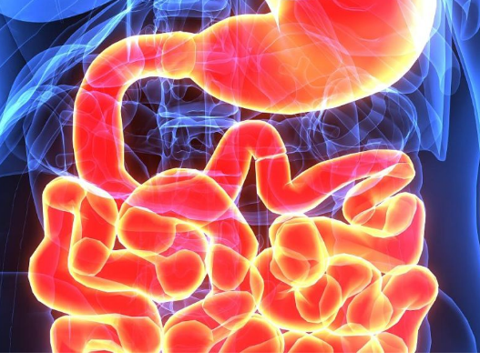 肠道菌群如何影响减肥能力