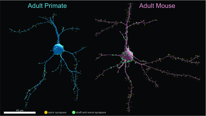 研究发现灵长类神经元在视觉皮层中的突触少于小鼠