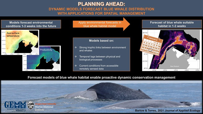 新的预测工具能够积极保护新西兰蓝鲸