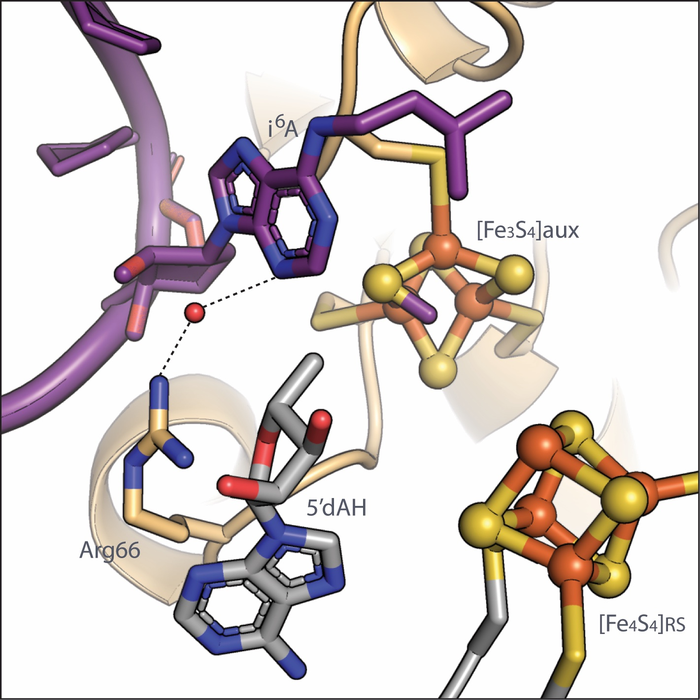 研究人员揭示添加化学标签以转移 RNA 的关键步骤