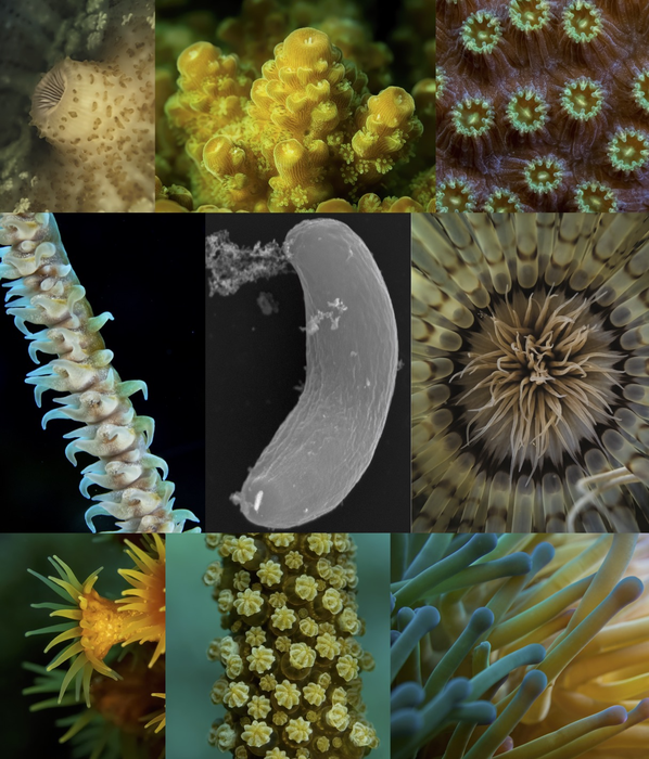 研究人员调查生活在珊瑚内的神秘微生物