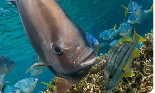 新西兰外海的深海生物多样性高于预期