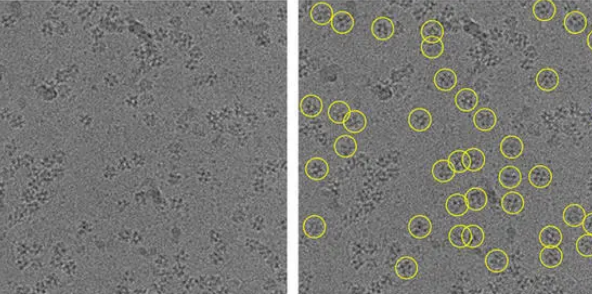 新技术提高了冷冻电子显微镜的清晰度和安全性