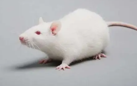研究人员使用基于外泌体的策略来阻断小鼠的HIV