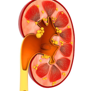 NKF 和 ASN 发布诊断肾脏疾病的新方法