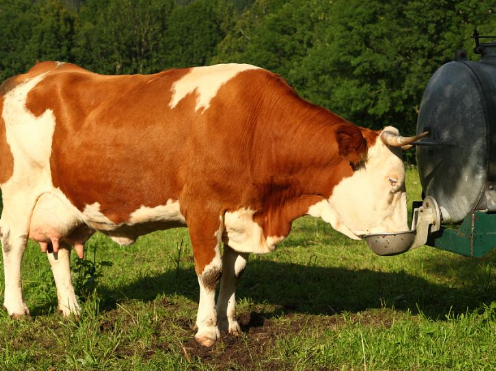 使用基因组编辑技术可以减少牛妊娠损失