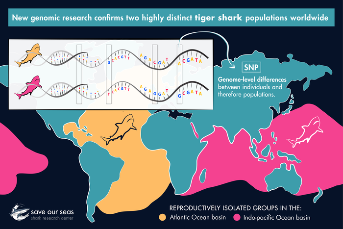 遗传学显示全球渔业管理应重新考虑虎鲨