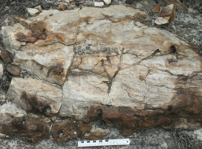 地质学家解开古代岩石中动物痕迹的半个世纪之谜