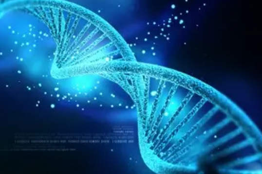 APOE E2/E2 基因型提供了一些防止认知衰退的保护