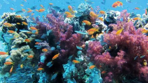 水下花园促进珊瑚多样性以避免生物多样性崩溃