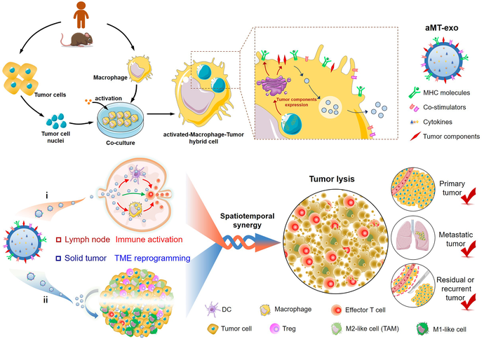嵌合外泌体共同激活免疫反应和肿瘤微环境用于癌症免疫治疗