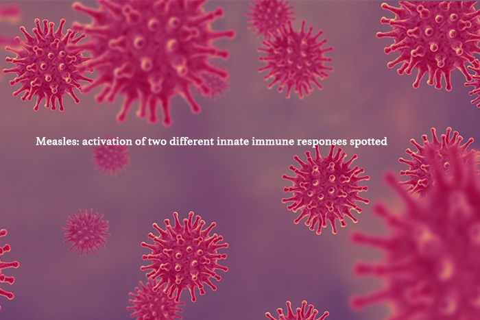 研究人员发现两种不同的麻疹先天免疫反应