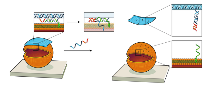 如何编程 DNA 机器人来刺激细胞膜