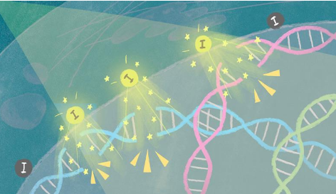 碘激活纳米粒子引发癌细胞中的 DNA 损伤