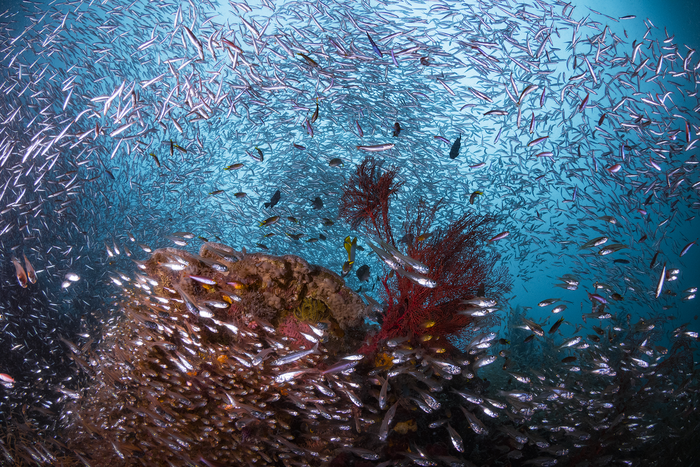 热带海洋生态系统之间的浮游生物运动推动了捕鱼的甜蜜点