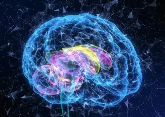 新研究表明大脑中的蛋白质利用能量状态来影响成熟度和体型