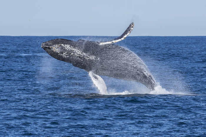 世界上最大的鲸鱼吃的比以前想象的要多