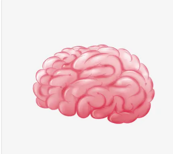 新研究表明双语是我们大脑的本能