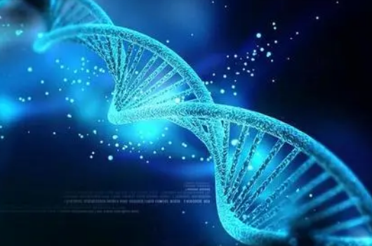 CNIC科学家确定基因在胎盘发育中的重要作用