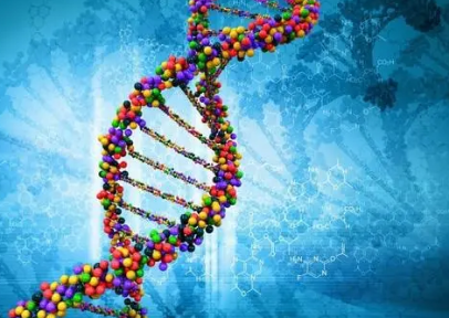 研究人员使用下丘脑模型推断与睡眠 青春期等相关的基因