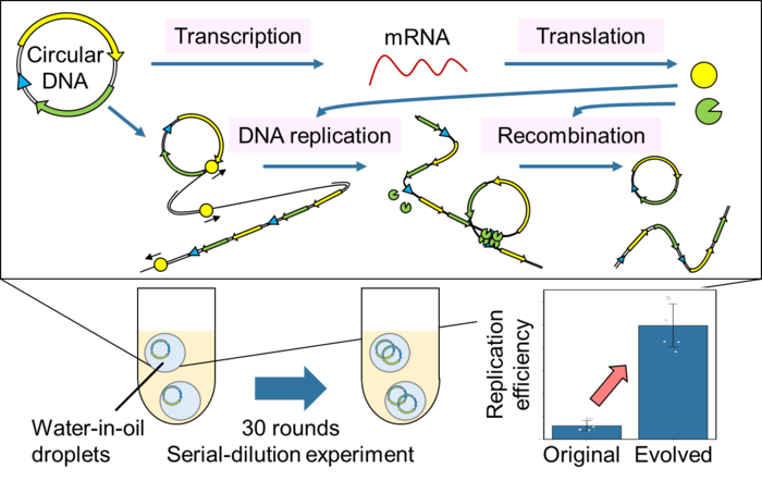 新型人工基因组 DNA 可以在细胞外复制和进化