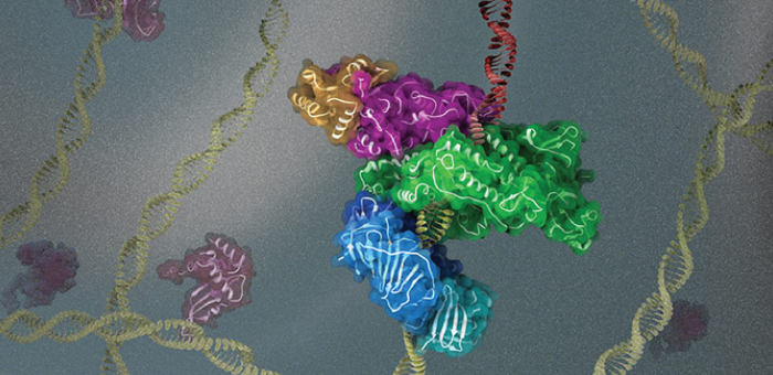 DNA复制机制如何在 DNA 受损部位组装