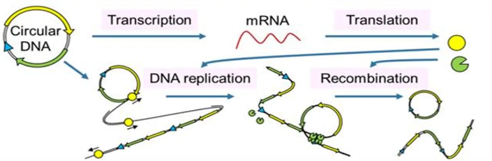 人工 DNA 可以在细胞外复制和进化