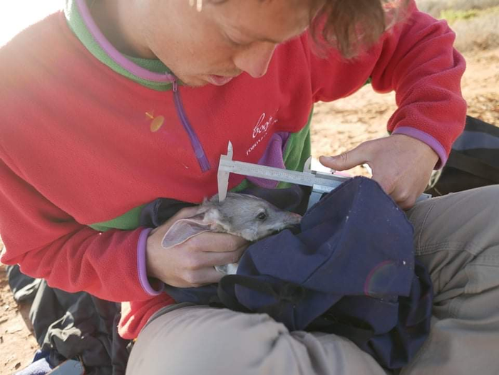 保护澳大利亚野生动物免受野猫侵害的新型植入物