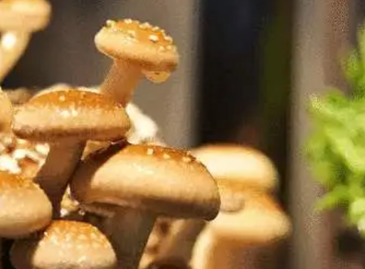密歇根大学医学院启动了裸盖菇素的新机制研究
