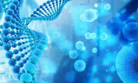 科学家追踪来自双层盘兔胚胎和多能干细胞的原始生殖细胞的出现