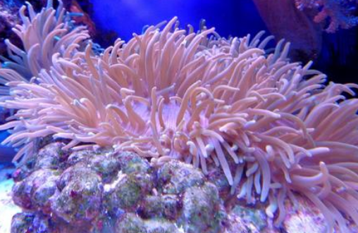 海洋热浪会摧毁最古老和最年轻的珊瑚