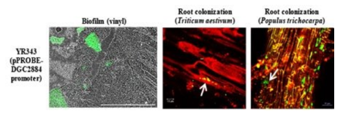 科学家确定了植物根部微生物定植的关键基因