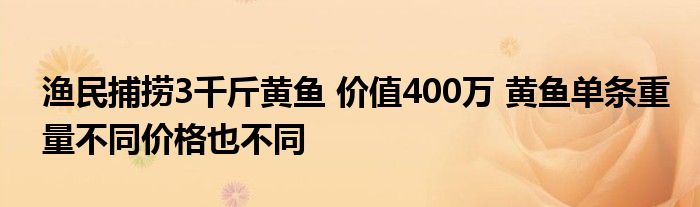 渔民捕捞3千斤黄鱼 价值400万 黄鱼单条重量不同价格也不同