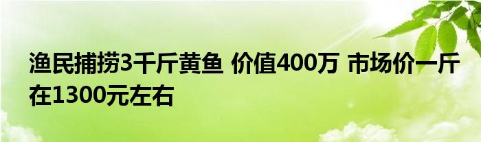 渔民捕捞3千斤黄鱼 价值400万 市场价一斤在1300元左右