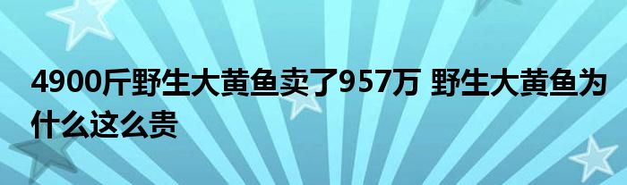 4900斤野生大黄鱼卖了957万 野生大黄鱼为什么这么贵