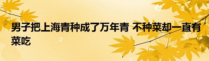 男子把上海青种成了万年青 不种菜却一直有菜吃