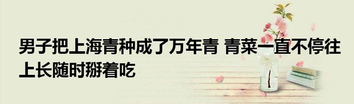 男子把上海青种成了万年青 青菜一直不停往上长随时掰着吃