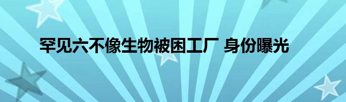 罕见六不像生物被困工厂 身份曝光