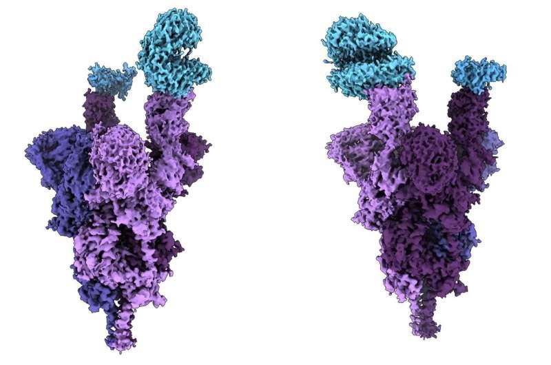科学家们揭开了世界上第一个 Omicron 刺突蛋白的分子水平分析