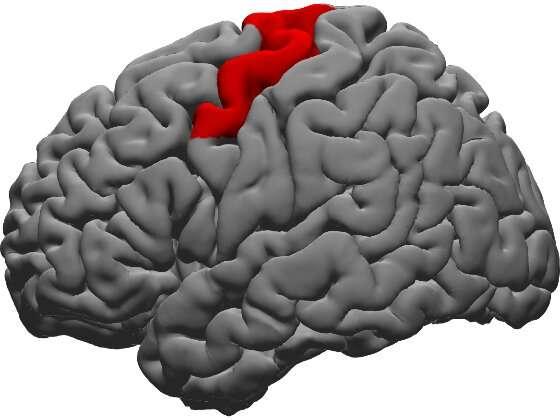 研究证实了负责确保人们按预期说话的大脑区域部位