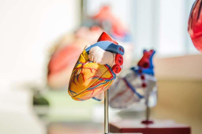 新研究发现机械心脏可以再生一些心脏组织