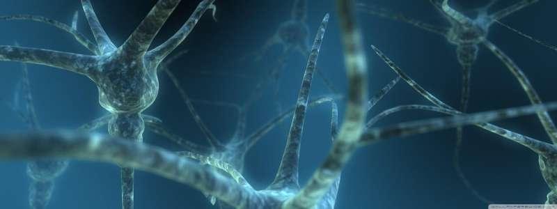 研究人员在产前暴露于环境毒素后恢复大脑免疫系统功能
