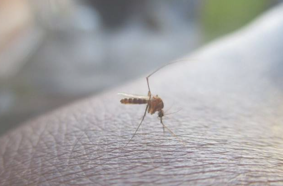 3月6日改良蚊子以对抗佛罗里达群岛的疾病