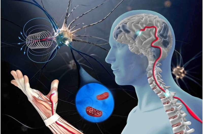 如何利用脉冲磁场对抗神经退行性疾病