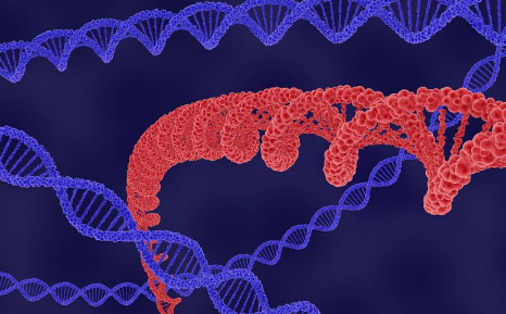 科学家们发现了一种可以促进基因表达的新蛋白质